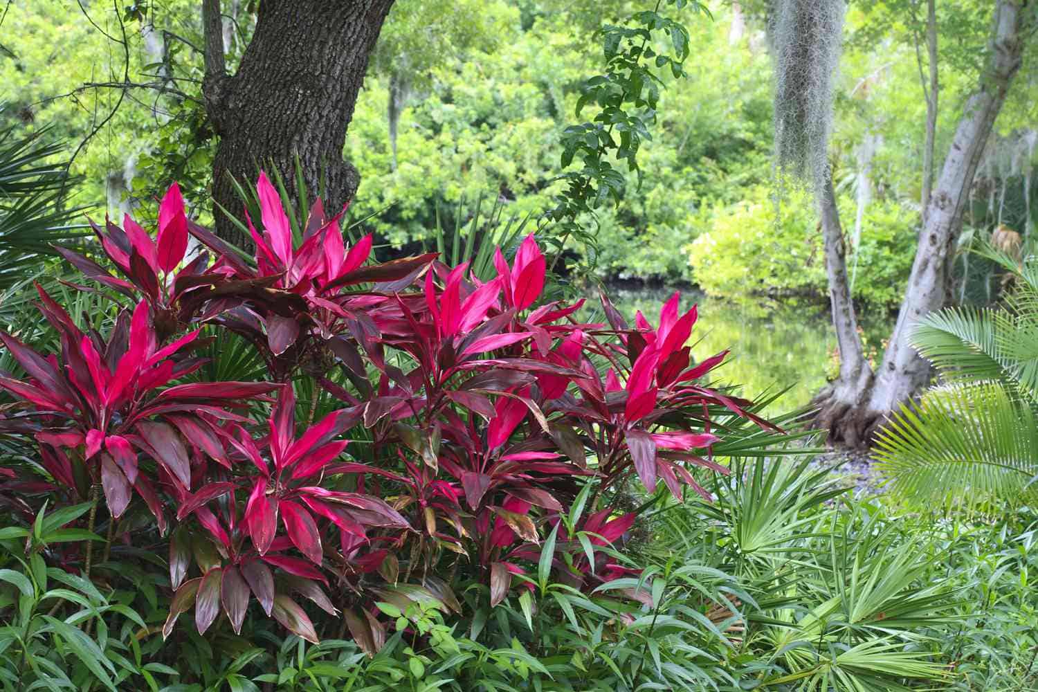 Ti Plant (Cordyline fruticosa)