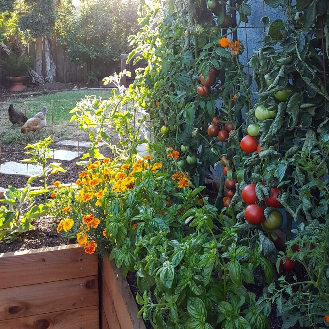 Tomatoes and Basil