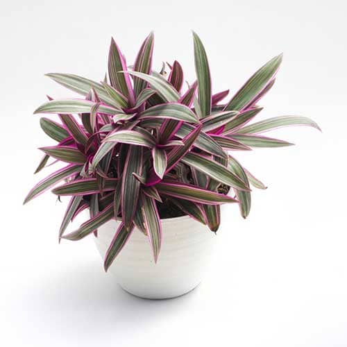 Tradescantia spathacea