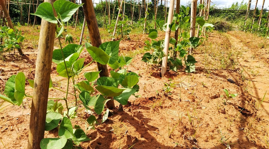 Training Young Bean Plants