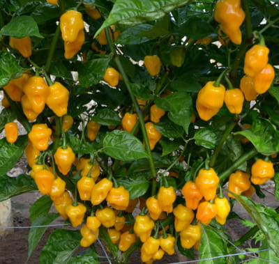 Trinidad Perfume peppers