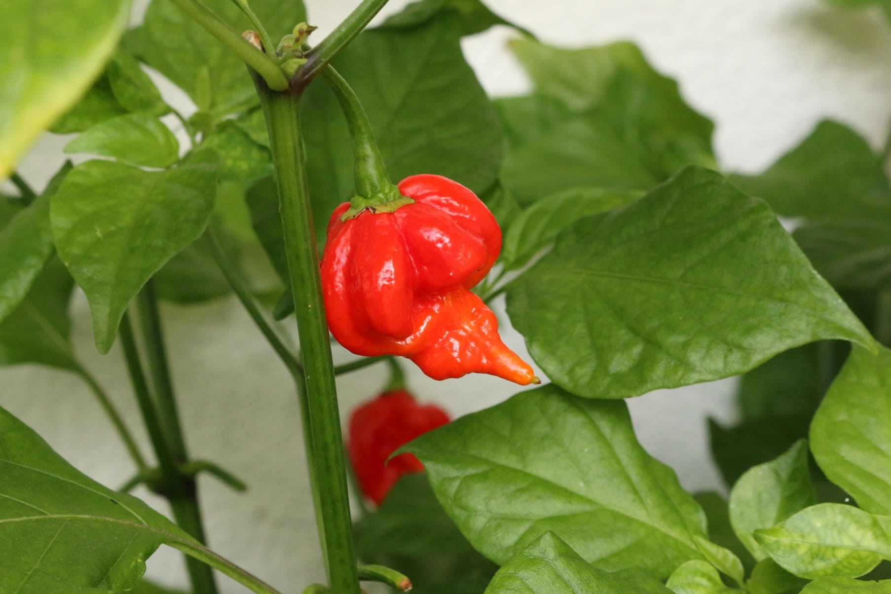 Trinidad Scorpion peppers
