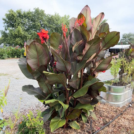 Tropical cannas with purple foliage