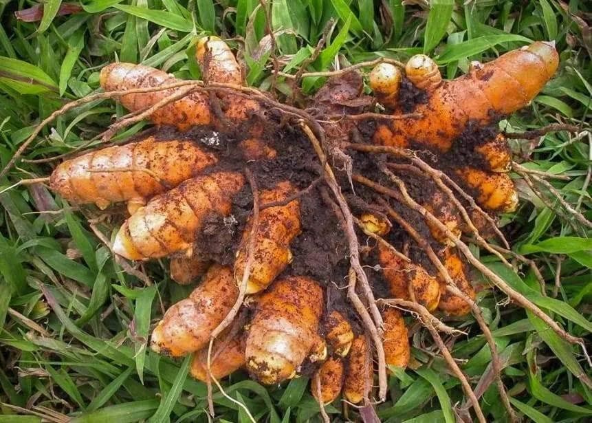 Turmeric (Curcuma longa)