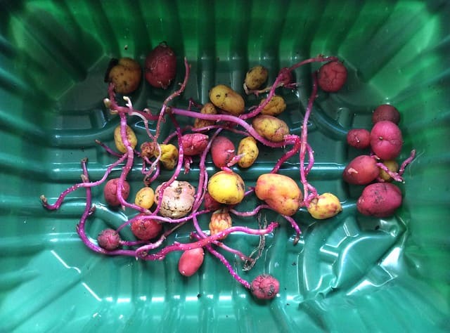 Ulluco (Ullucus tuberosus)