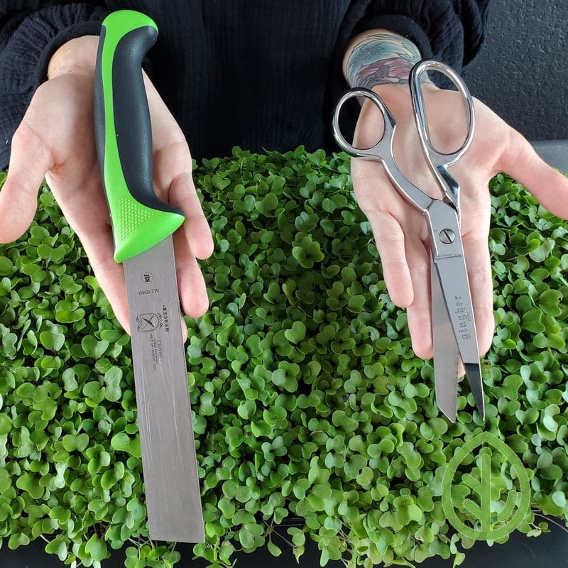 Use clean scissors or a sharp knife for harvesting