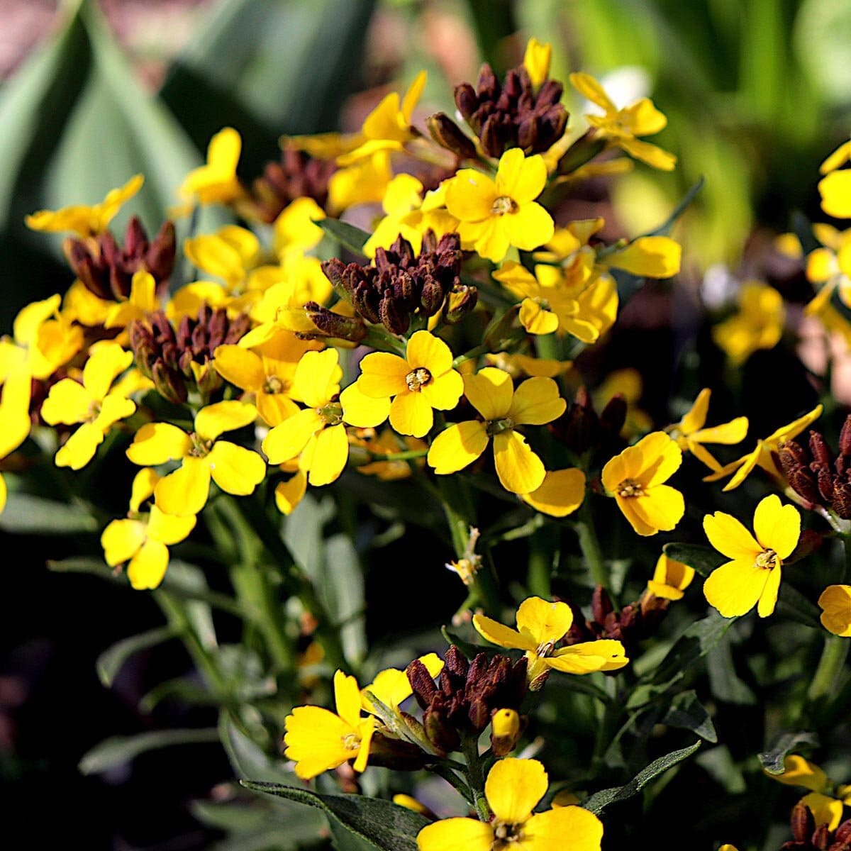 Wallflowers (True Alhelí)