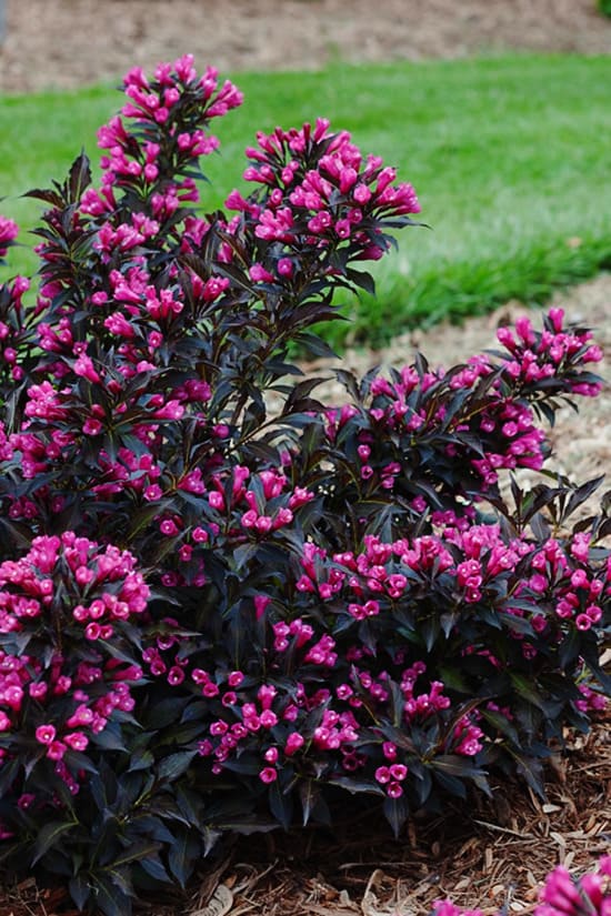 Weigela (Weigela florida)