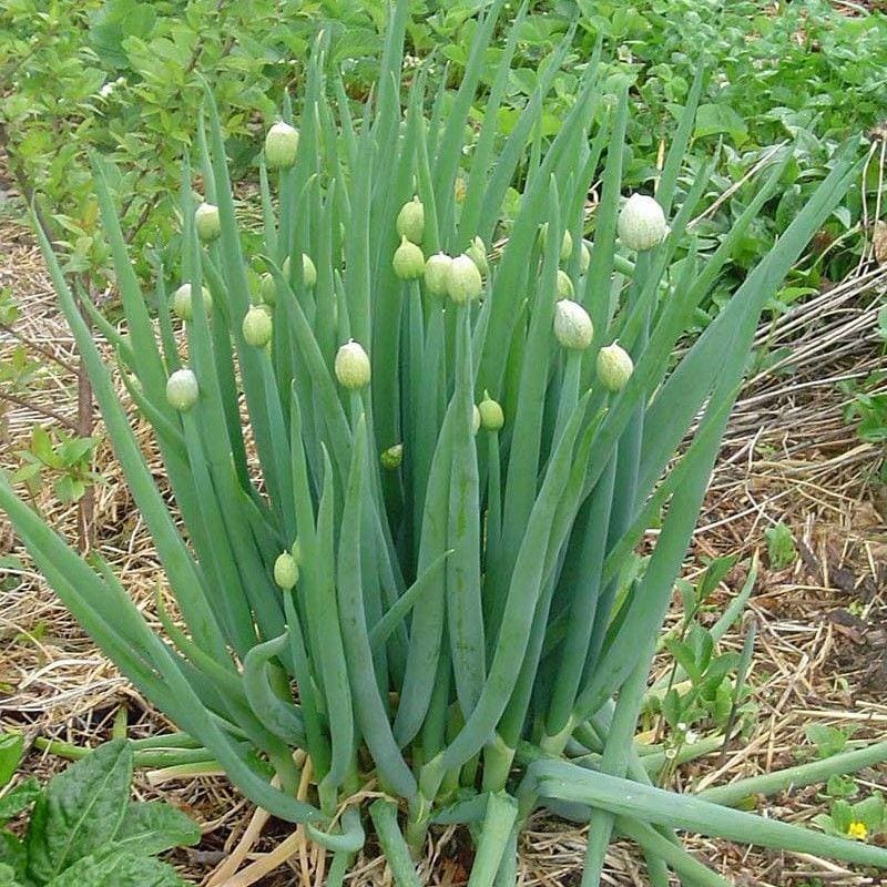 Welsh Onions (Allium fistulosum)