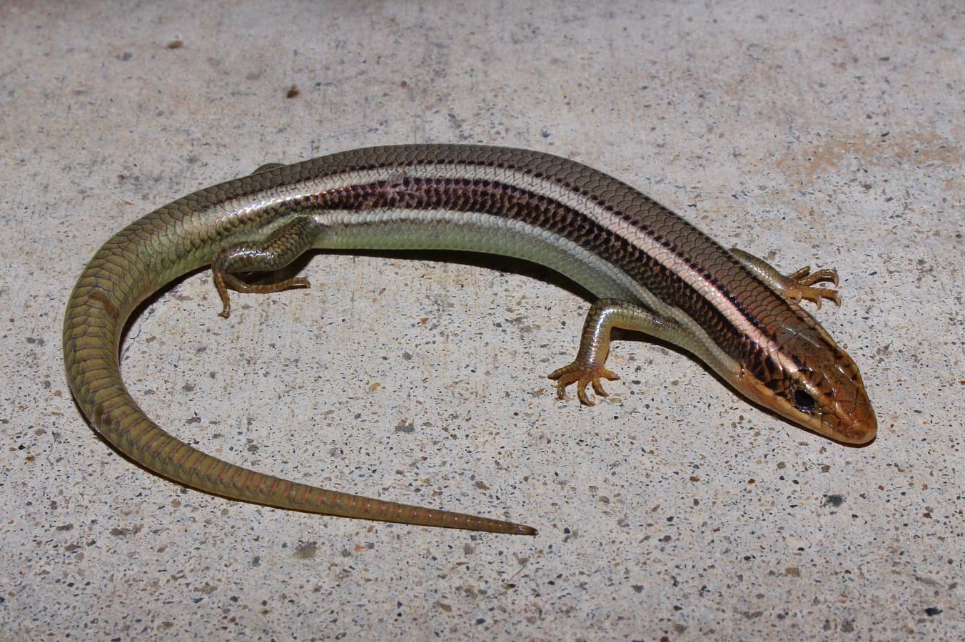 Western skink