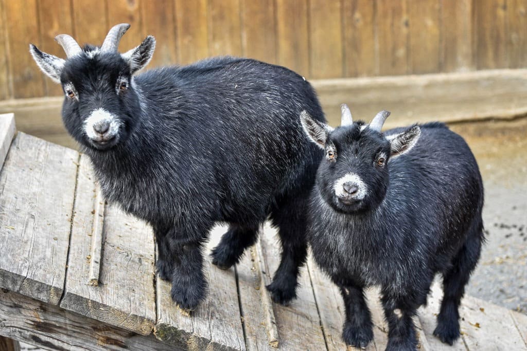 What Exactly Are Pygmy Goats