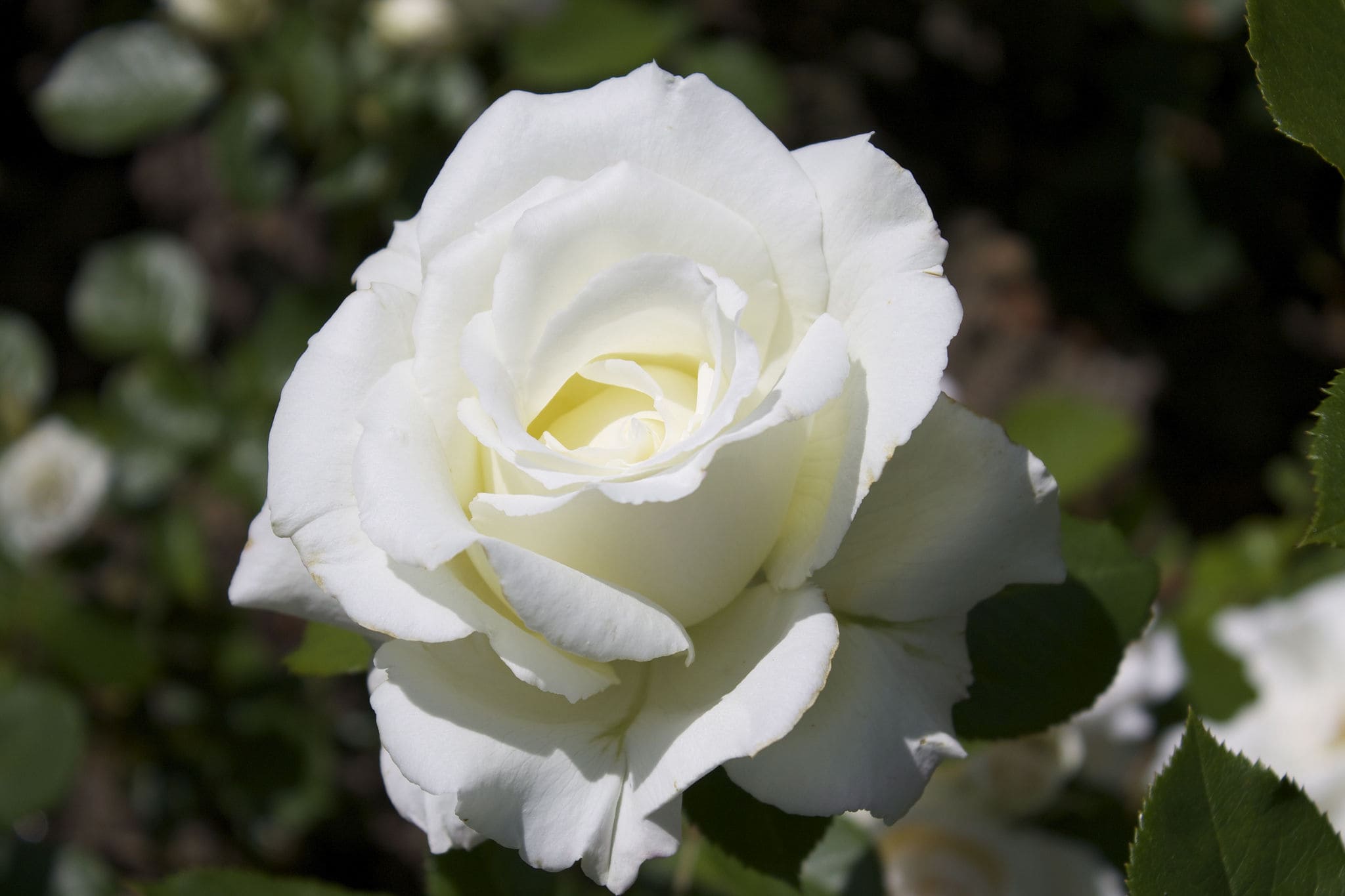 White Roses