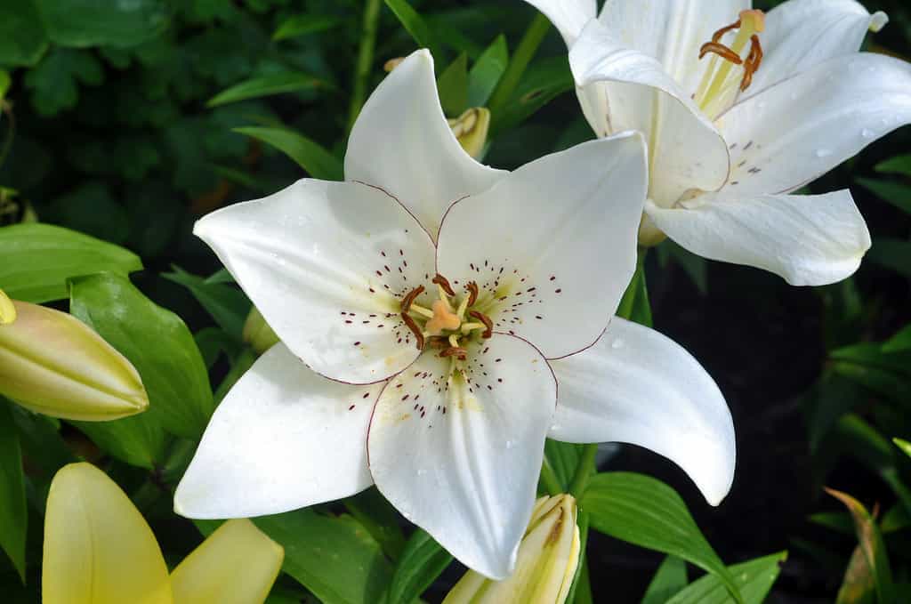 White lilies