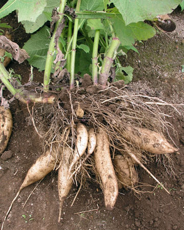 Yacon (Smallanthus sonchifolius)