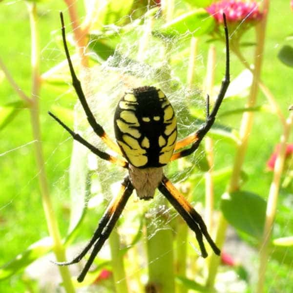 Yellow garden spider