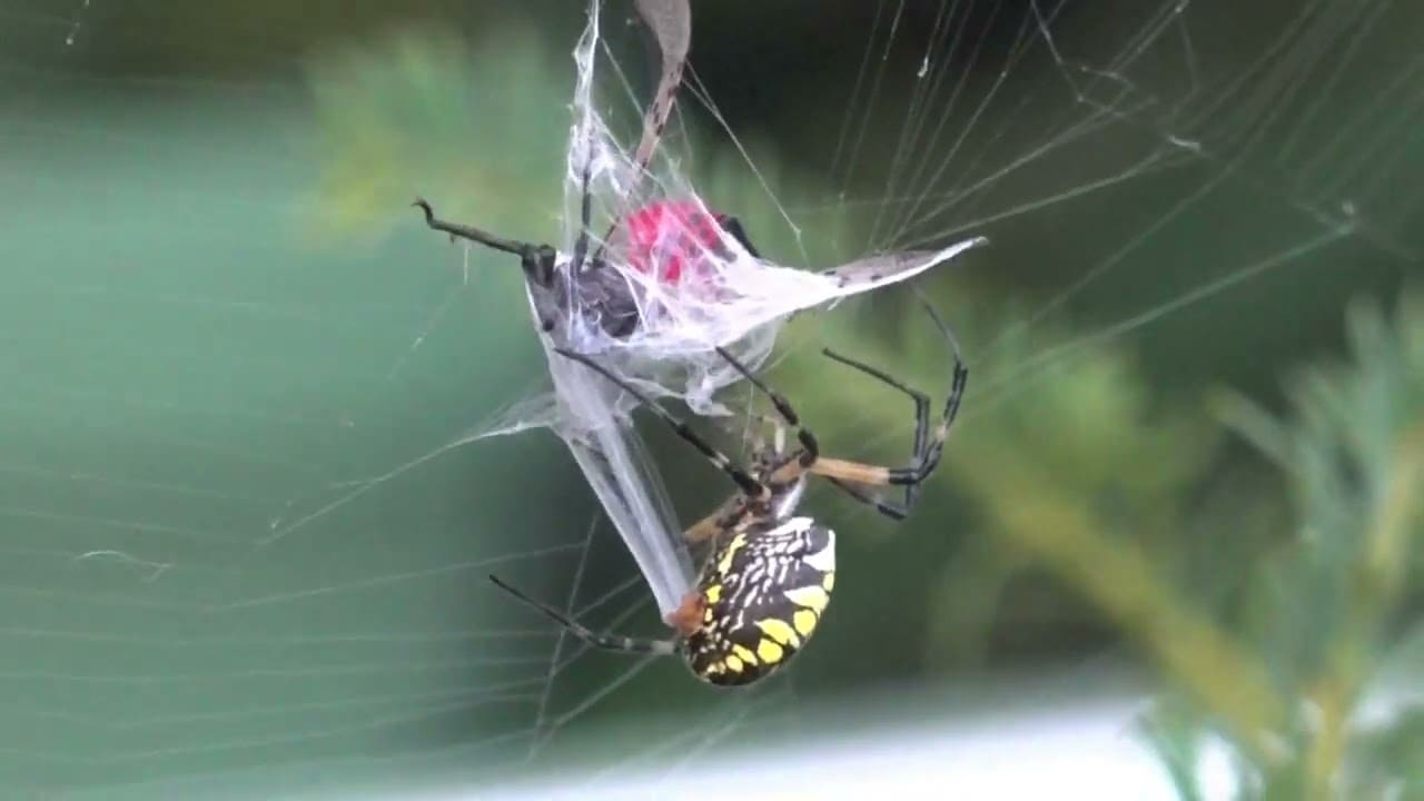 Yellow garden spider catching a spotted lanternfly