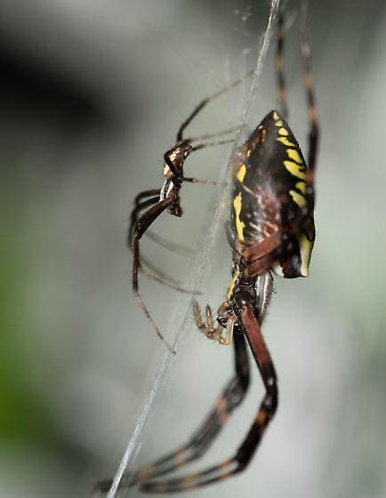 Yellow garden spider male vs female