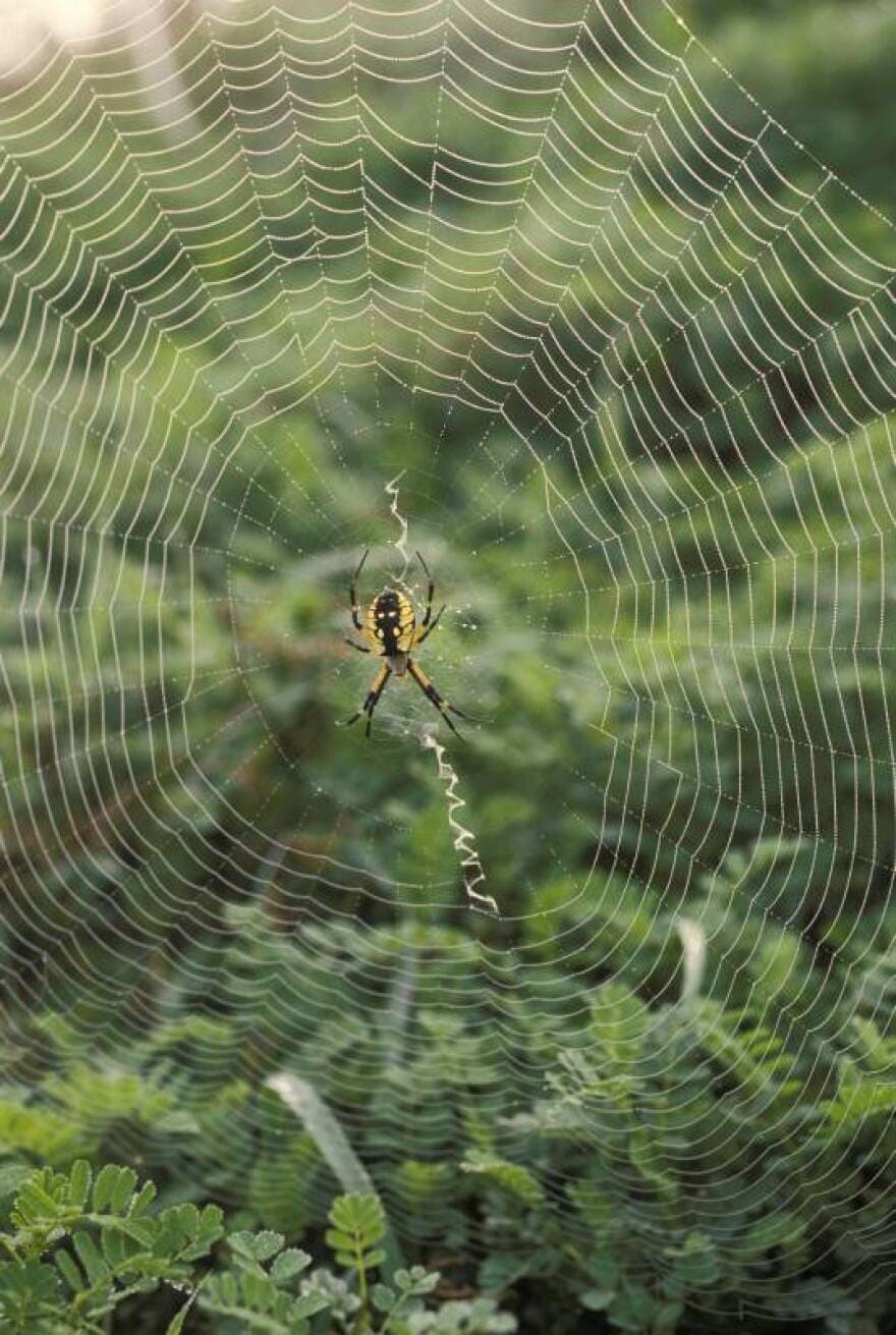 Yellow garden spider's web