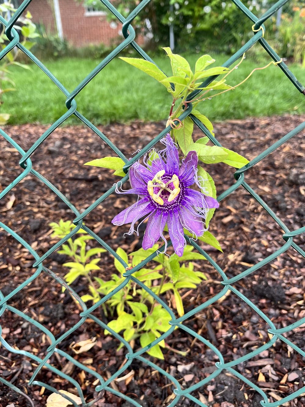 chain-link fencing for Your Purple Passion Flower