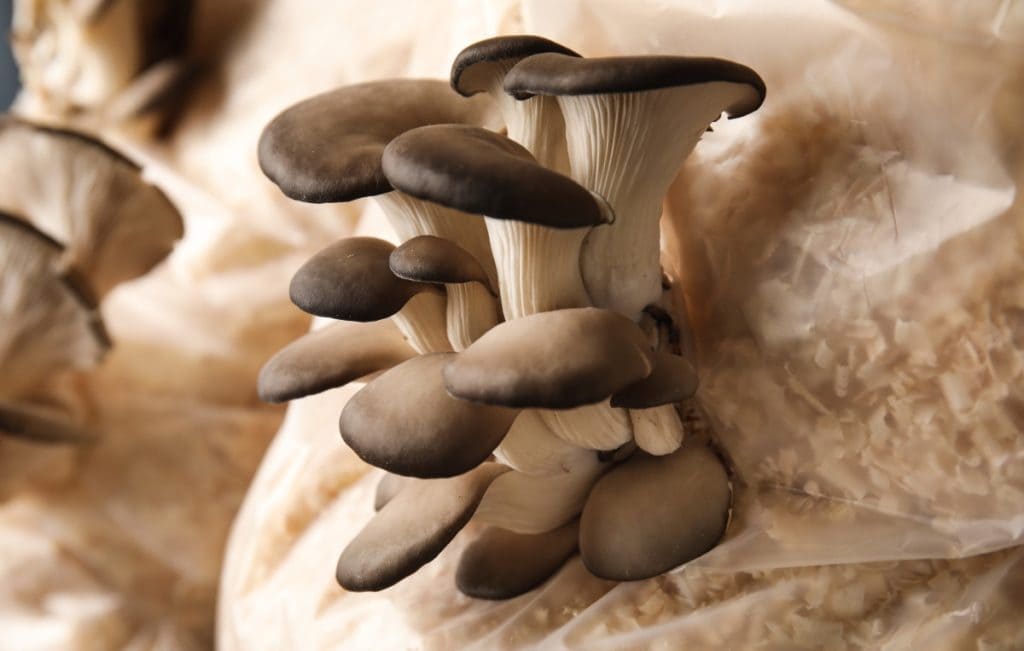 growing mushrooms on sawdust