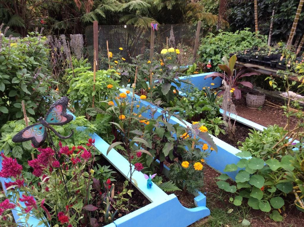 marigolds