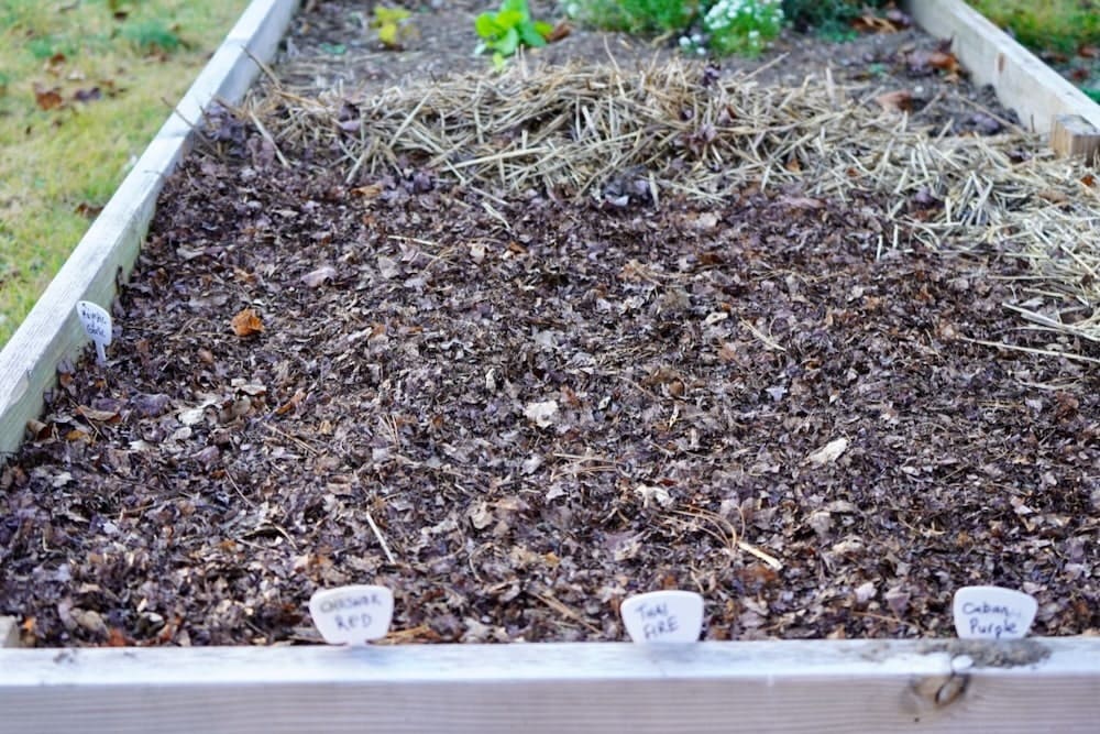 mulch for Surprise Liliesmulch for Surprise Lilies