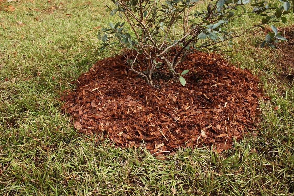 mulching for blueberry