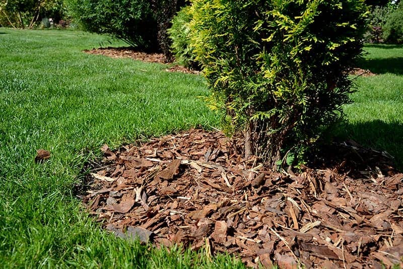 organic mulch