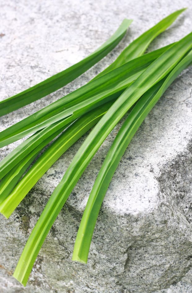 pandan leaves