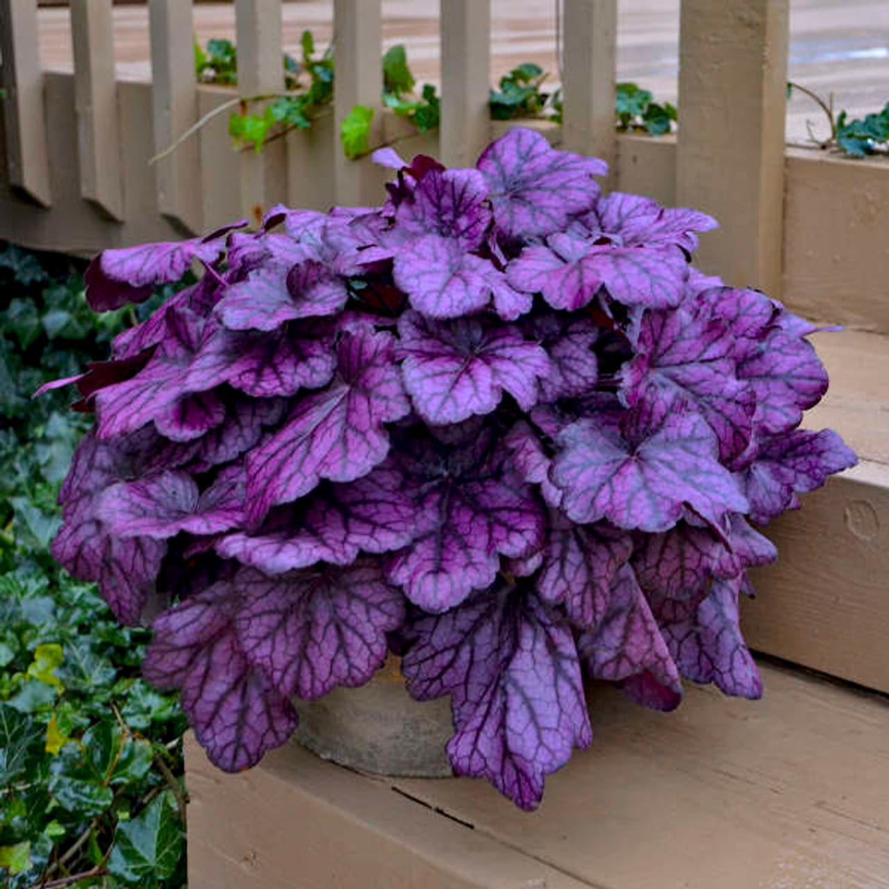 purple Heuchera