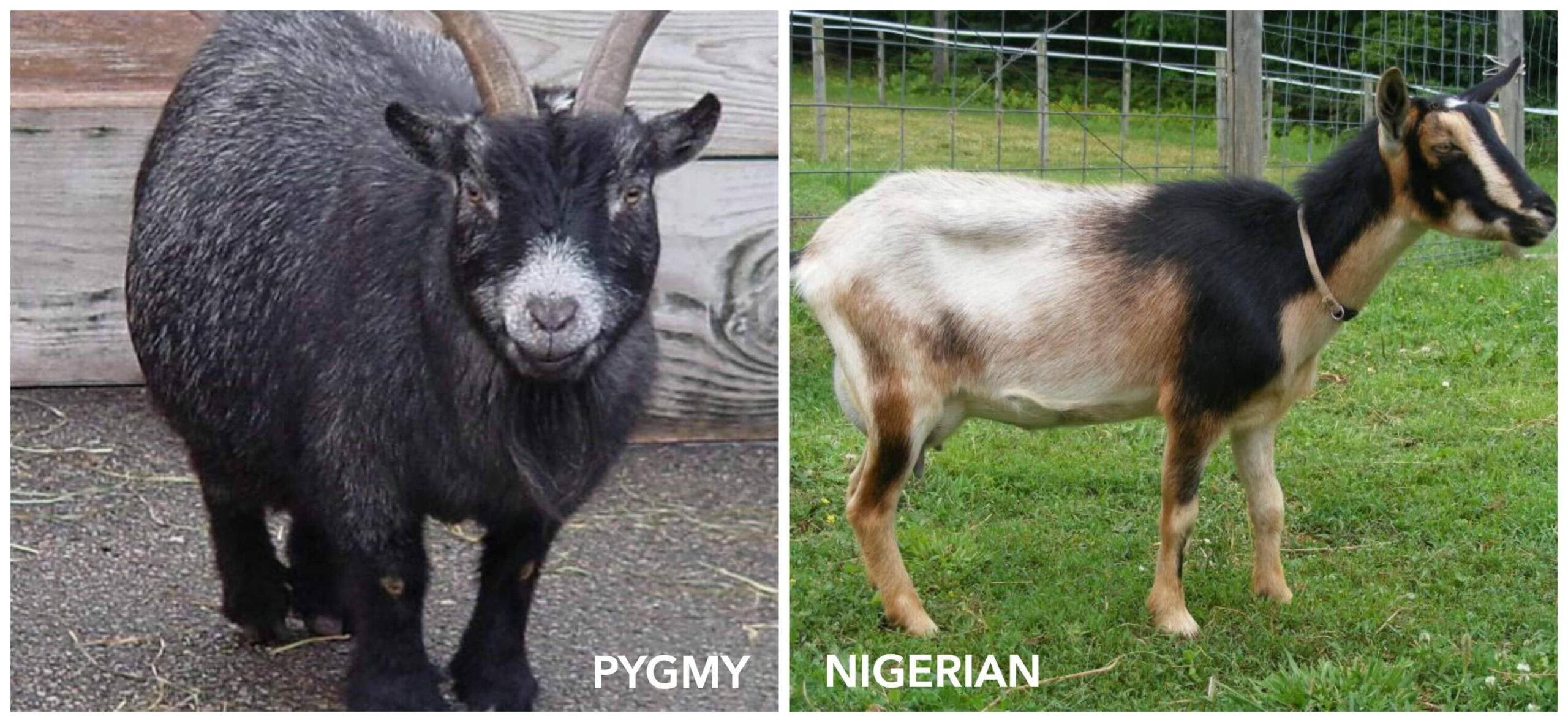 pygmy goats and Nigerian Dwarf goats