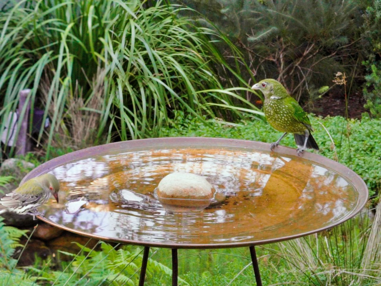 shallow birdbath