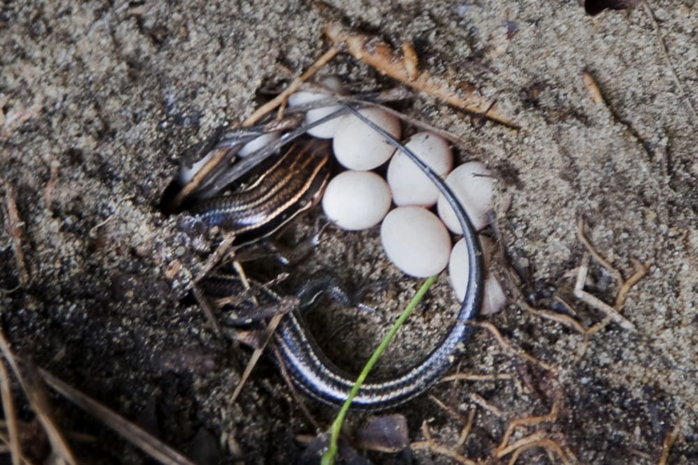 skink nest