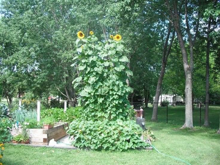 sunflowers as living trellises