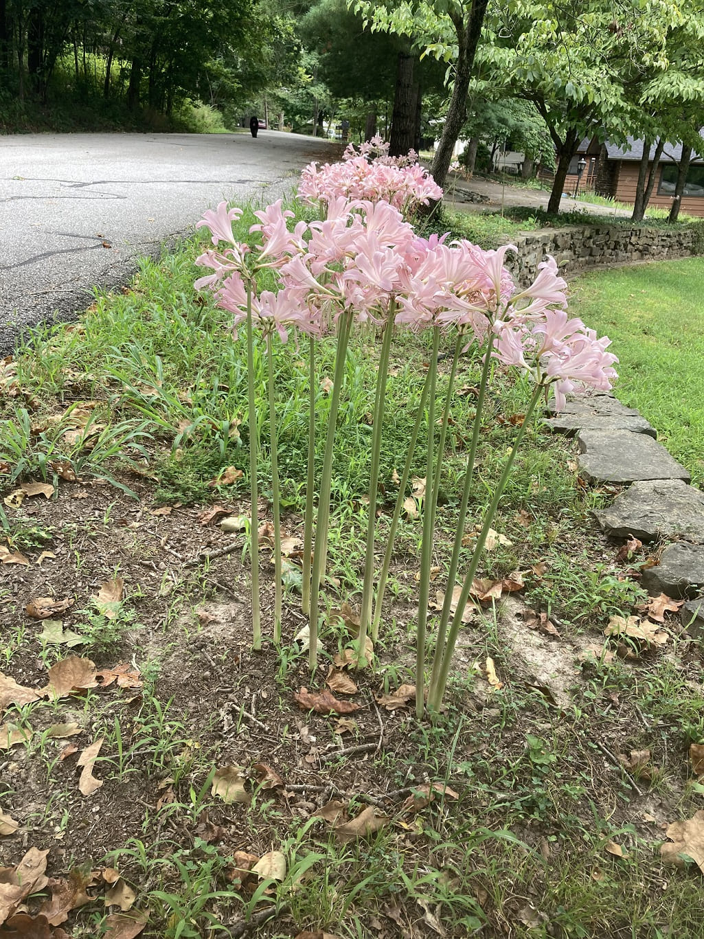 surprise lilies in spring