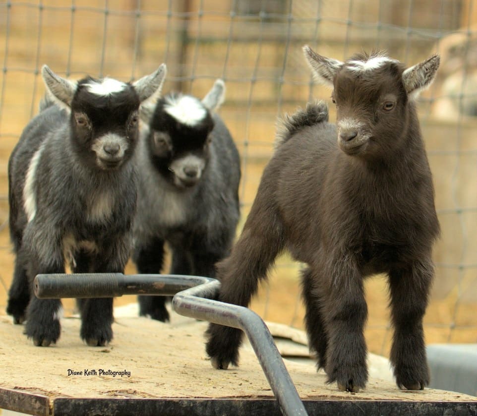 three goats