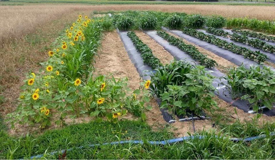using trap crops