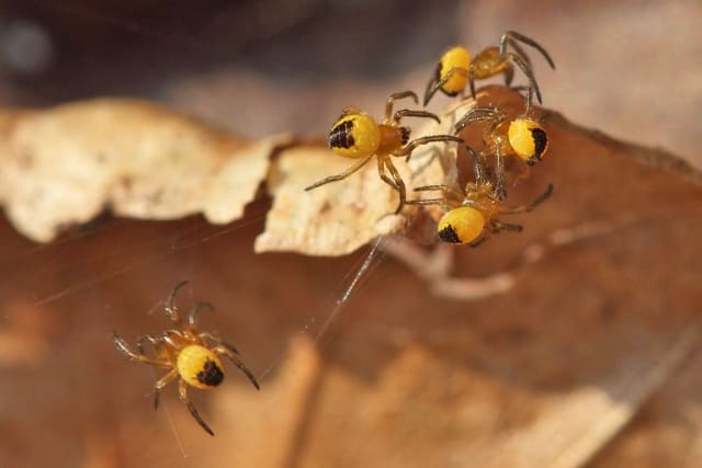yellow garden spiderlings