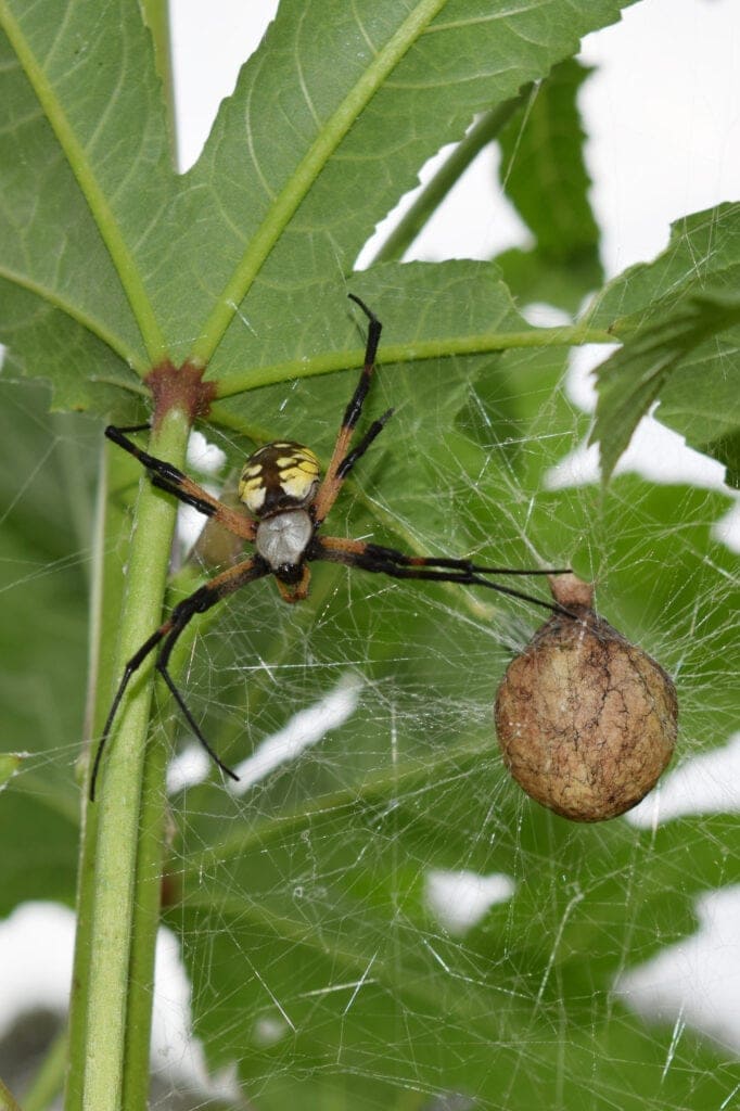 yellow garden spider's egg sacs