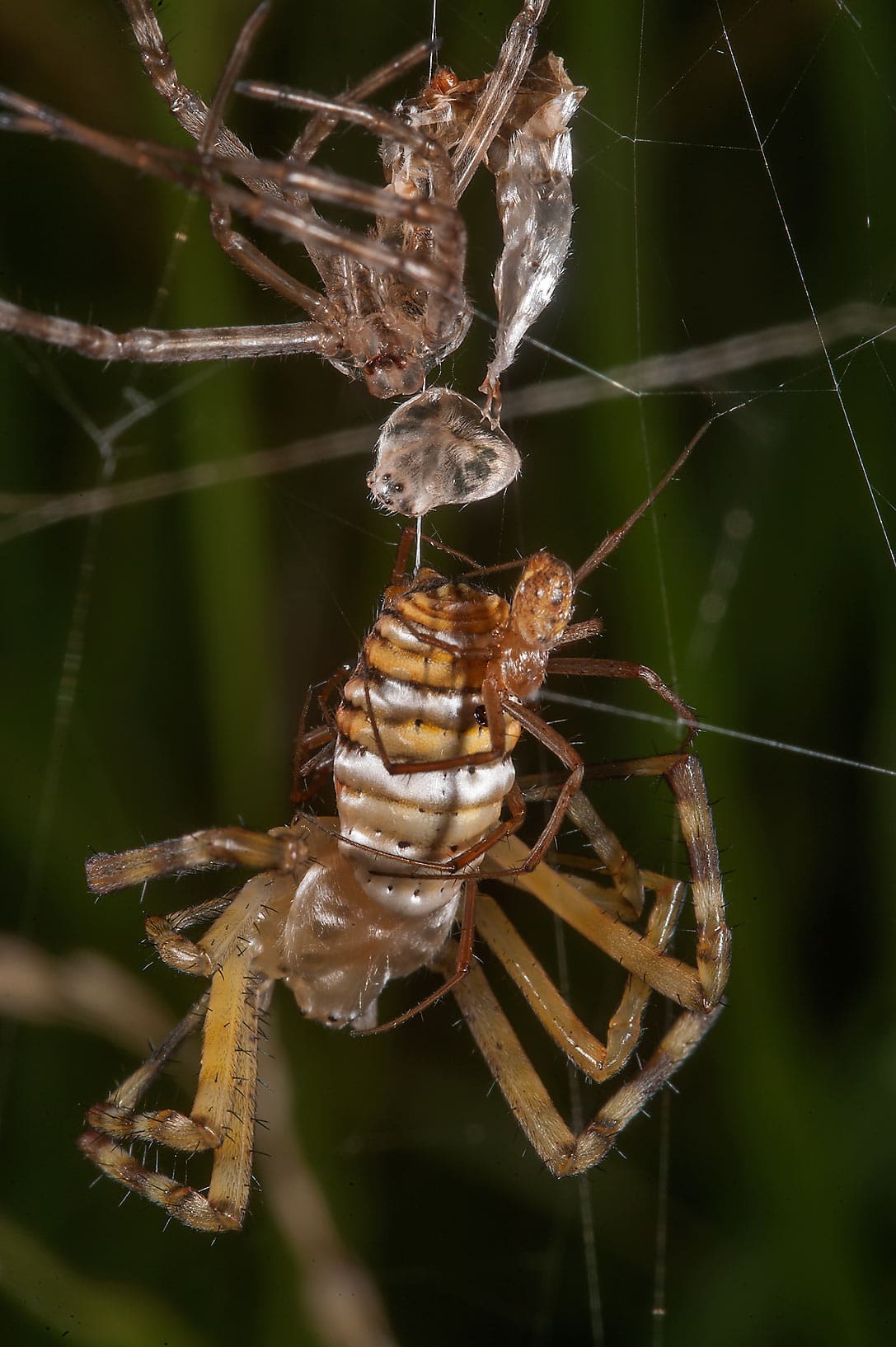 yellow garden spiders mating
