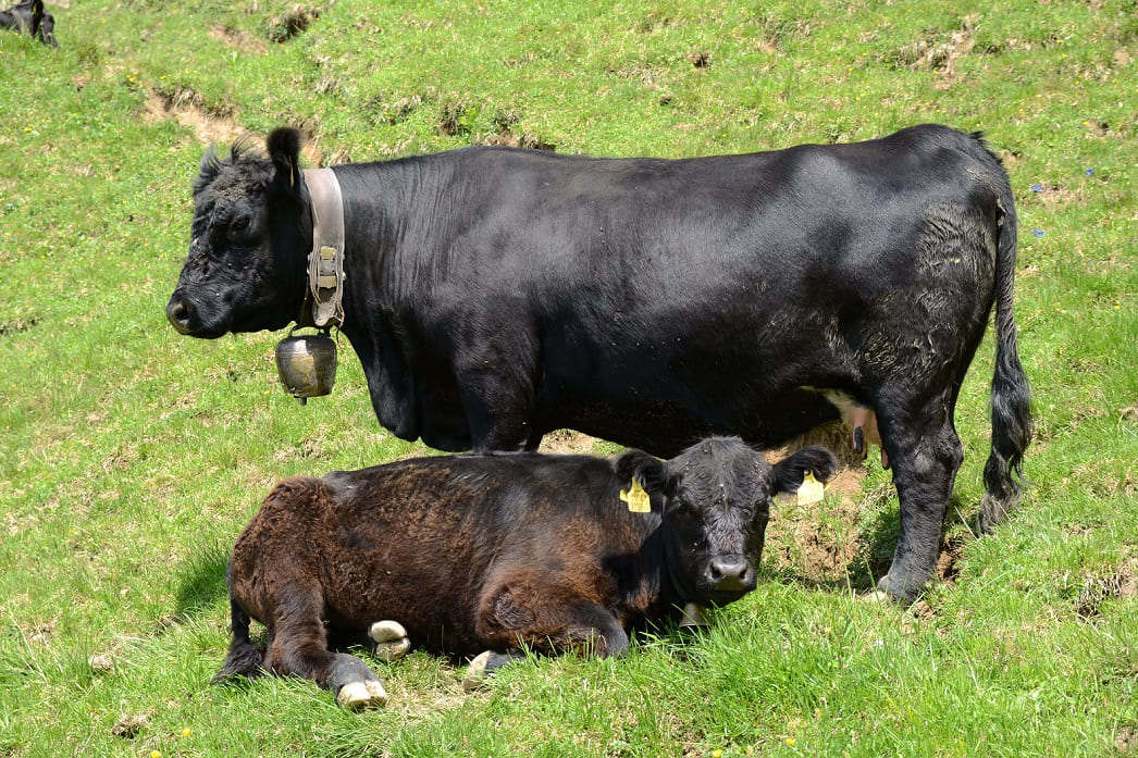 Aberdeen Angus cattle