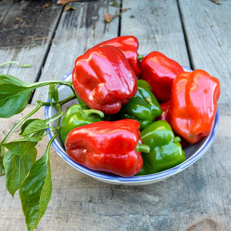 Ace Bell Peppers