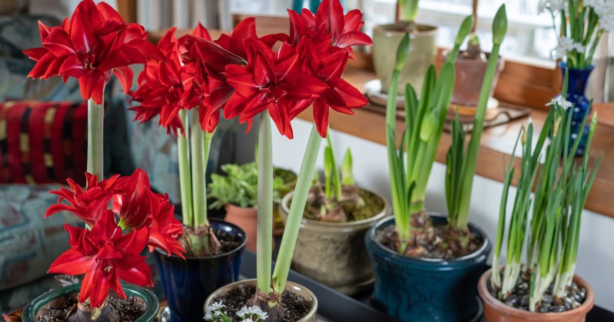 Amaryllis bulbs