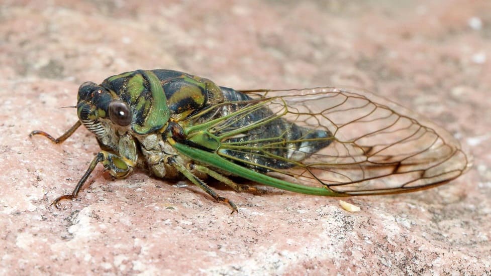 Annual cicadas