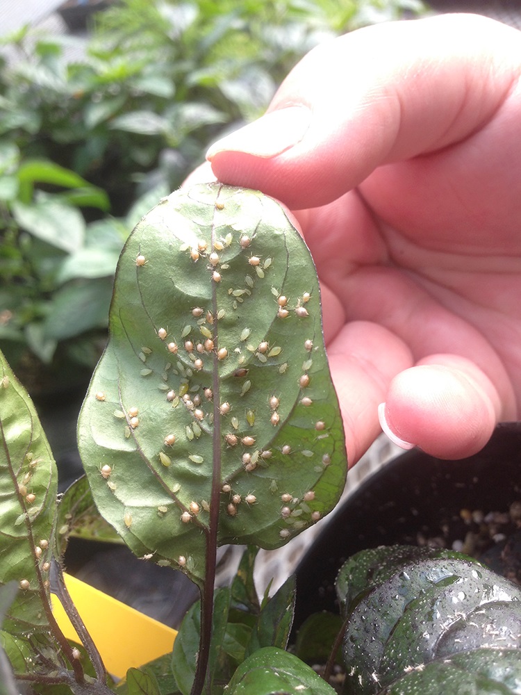 Aphids on Bell Pepper Plants
