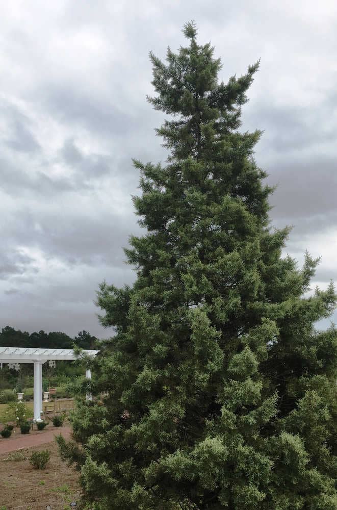 Arizona Cypress