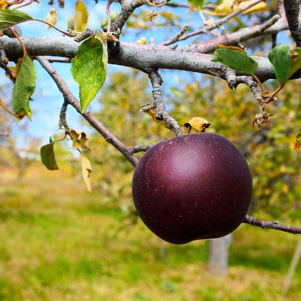 Arkansas Black apple