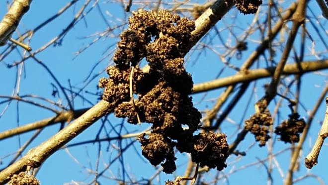 Ash Flower Galls
