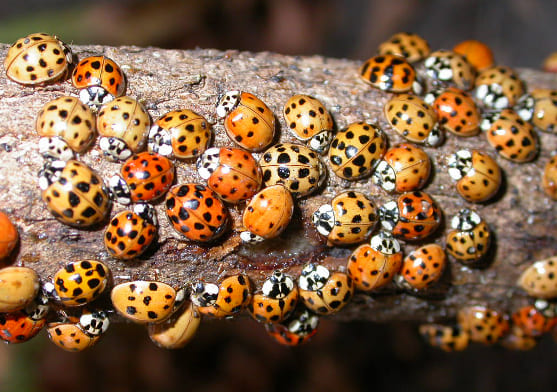 Asian Lady Beetles