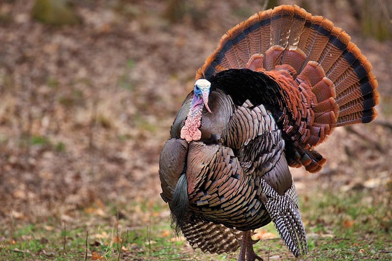 Auburn Turkey